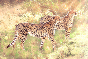 Cheetahs-9-bokeh-with-sun-rays-2-(1-of-1)(web)